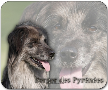 Mousepad Berger des Pyrénées (Pyrenäenschäferhund) #4